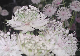 RHS Tatton Park 2015