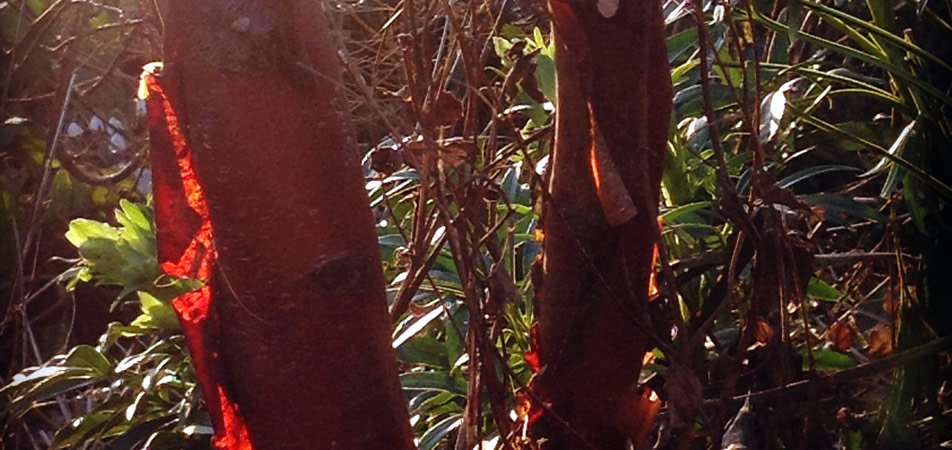 Birch