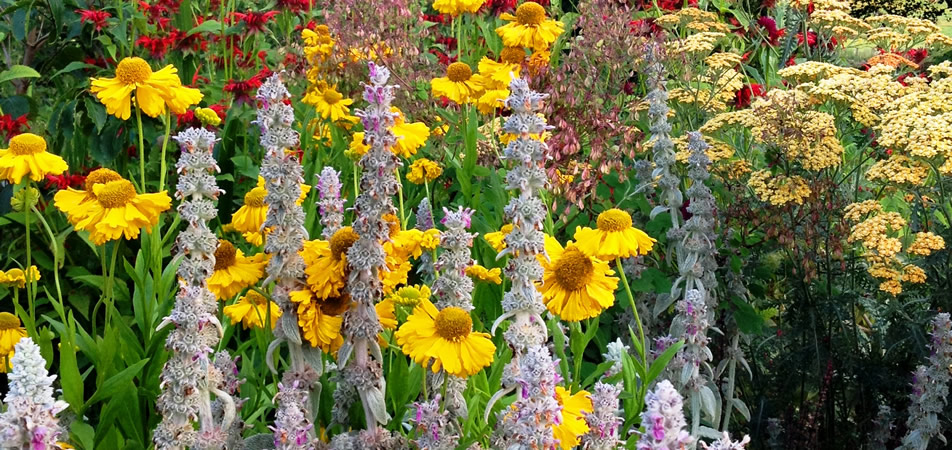 Helenium