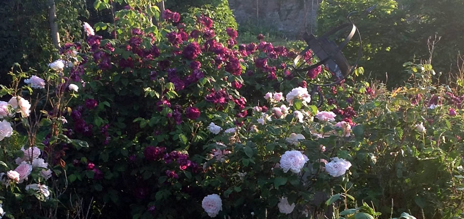 Rose Border