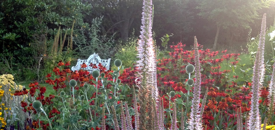 Veronicastrum